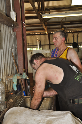 Cooinbil Shearing 039153 © Claire Parks Photography